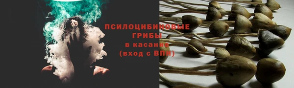 сатива Гусев